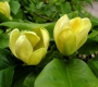 Магнолия Жълта (magnolia yellow bird)