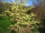 Магнолия Жълта (magnolia yellow bird)