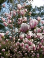 Магнолия, листопадна (Magnolia Soulangeana)