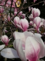 Магнолия, листопадна (Magnolia Soulangeana)