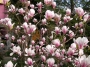 Магнолия, листопадна (Magnolia Soulangeana)