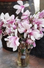 Магнолия, листопадна (Magnolia Soulangeana)