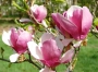 Магнолия, листопадна (magnolia soulangeana rustica rubra)