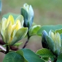 Магнолия (Magnolia Blue Opal)
