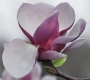 Магнолия (Magnolia Lennei)