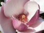 Магнолия (Magnolia Lennei)