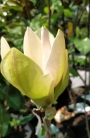 Магнолия (Magnolia Sunsation)