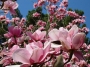 Магнолия, семена (Magnolia campbellii Pink Tulip Tree)
