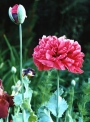 Мак, семена (Papaver somniferum)