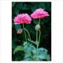 Мак, семена (Papaver somniferum)