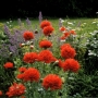 Мак, семена (Papaver somniferum)