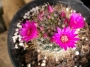 мамилария mammillaria