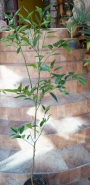 Мандарина, цитрус Клементина (Citrus Clementina)