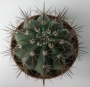 Мелокактус (Melocactus)