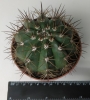 Мелокактус (Melocactus)