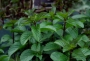 Мента (Mentha)