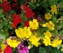 Мимулус Клоунско цвете разсад, микс, различни цветове (Mimulus mix)