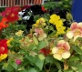 Мимулус Клоунско цвете разсад, микс, различни цветове (Mimulus mix)