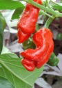 Мини люти чушки, семена (Capsicum annum Willy Chili Novelty Chili)