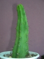 Миртилокактус (Myrtillocactus)