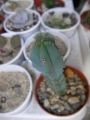 Миртилокактус (Myrtillocactus geometrizans)