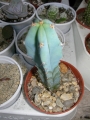 Миртилокактус (Myrtillocactus geometrizans)