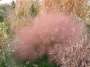 Мюленбергия семена (Muhlenbergia)