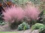 Мюленбергия семена (Muhlenbergia)