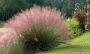 Мюленбергия семена (Muhlenbergia)