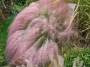 Мюленбергия семена (Muhlenbergia)