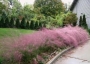 Мюленбергия семена (Muhlenbergia)