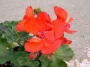 Мушкато червено (Pelargonium light red)