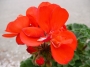 Мушкато червено (Pelargonium light red)