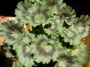 Мушкато (Pelargonium)