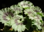 Мушкато (Pelargonium)