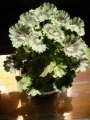 Мушкато (Pelargonium)
