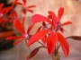 Мушкато (Pelargonium)