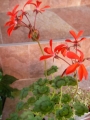 Мушкато (Pelargonium)
