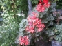 Мушкато (Pelargonium)