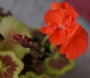 Мушкато (Pelargonium)