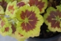 Мушкато (Pelargonium)