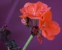 Мушкато (Pelargonium)