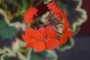 Мушкато (Pelargonium)