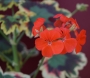 Мушкато (Pelargonium)
