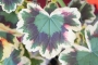 Мушкато (Pelargonium)