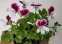 Мушкато (Pelargonium)