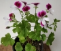 Мушкато (Pelargonium)