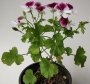Мушкато (Pelargonium)