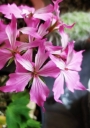 Мушкато (Pelargonium)