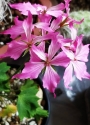 Мушкато (Pelargonium)